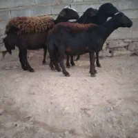 فروش چهار راس گوسفند قرقزل دوتاش شیشک دوتاش میش
