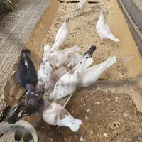 فروش کبوتر|پرنده|تهران, شهمیرزادی|دیوار