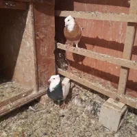 ۲۰ عدد کبوتر پرشی دونه ۴۰۰