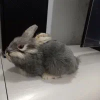 معاوظم میکنم تا آخرنگاه کنید خیلی ارزون گذاشتم