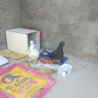 جفت کفتر معاوضه با جوجه عروس هلندی دارم|پرنده|قائن, |دیوار