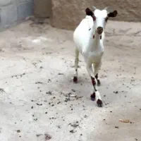 جنس اهو|حیوانات مزرعه|یزد, |دیوار