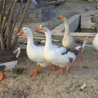 جوجه غاز و جوجه اردک