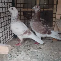 یک جفت نرو ماده