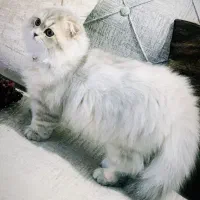 گربه بریتیش