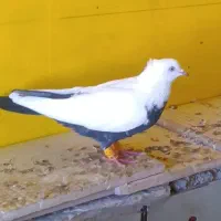 کبوتر نروماده