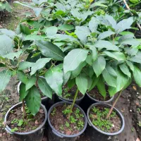 فروش انواع نهال پیوندی آووکادو در متل قو|خدمات باغبانی و درختکاری|سلمانشهر, |دیوار