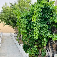 باغ ۶۰۰ متری اتوبان اصفهان شیراز گورت|فروش خانه و ویلا|اصفهان, گورت|دیوار