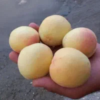 نهال نهالستان|خدمات باغبانی و درختکاری|نوشین شهر, |دیوار