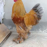 مرغ وجوجه
