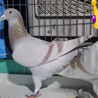 کبوتر پلاکی شامی خط دار ویک نر سفید سالار