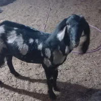 کهره ماده|حیوانات مزرعه|سیستان, |دیوار