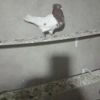 کبوتر فراری