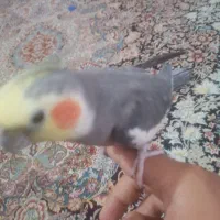 عروس هلندی