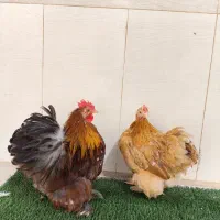 فروش یک جفت کوشین ردمتلد جوان و تازه دم تخم