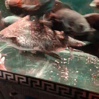 اکواریوم و ماهی|ماهی|تهران, مسعودیه|دیوار