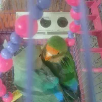 عروس هلندی و گلوله