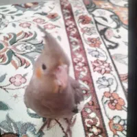 عروس هلندی گم شده