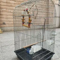 قفس طوطی یا عروس هلندی