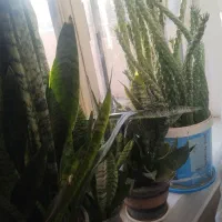 بخاطر نداشتن جا ونبودن کسی که ازگلها مراقبت کند