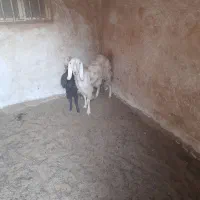 بز وبزغاله|حیوانات مزرعه|اصفهان, قهجاورستان|دیوار