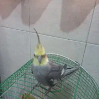 عروس هلندی نر