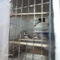 5عدد فنچ زبرا