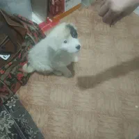 یک عدد توله افغان ماده