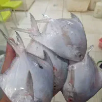 پخش ماهی دریایی و پرورشی درجه یک|ماهی|اهواز, کمپلو جنوبی|دیوار