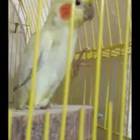 عروس هلندی گم شده