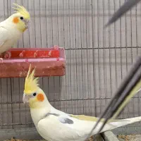 وسایل پرنده