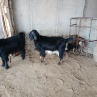 بزداشتی|حیوانات مزرعه|مهران (ایلام), |دیوار