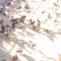 جوجه های بزرگ|حیوانات مزرعه|صحنه, |دیوار