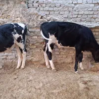 دو گوساله نر