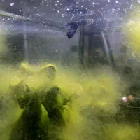 ماهی گوپی . واگذاری|ماهی|فولادشهر, A1|دیوار