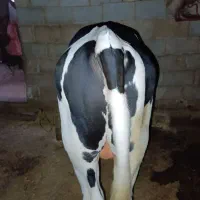 گوساله نر سیمینتال