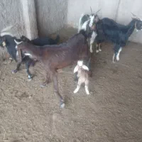 بز بزغاله دار بز  شیری میش