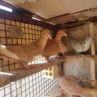 زرد سوری|پرنده|شوشتر, |دیوار