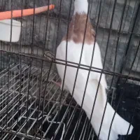 کبوتر طوقی نر|پرنده|گلبهار, شهر جدید گلبهار|دیوار