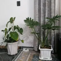 گل برگ انجیری و آنتونیوم و بابا آدم هر سه باهم