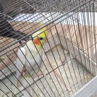 عروس‌هلندی