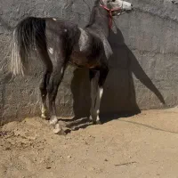 فروش اسب نریان