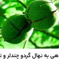 گردو