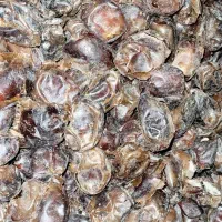 خرمای گنطار