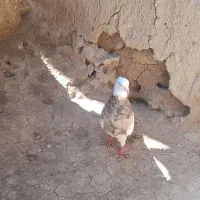 طوقی