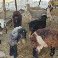 بره لری|حیوانات مزرعه|مسجد سلیمان, |دیوار