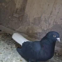 دوتا نر رنگه خوب **