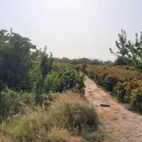 باغ-انگوری-دیزج