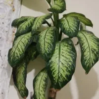 گیاه دیفن باخیا|گل و گیاه طبیعی|پرند, فاز ۶|دیوار