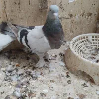 ماده رنگی|پرنده|شیراز, دارالرحمه|دیوار